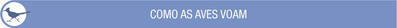 Plano de Aula 6